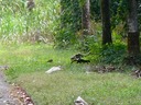 Tayra