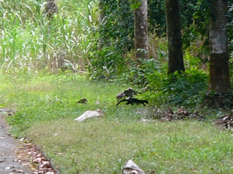 Tayra
