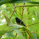 Variable seedeater