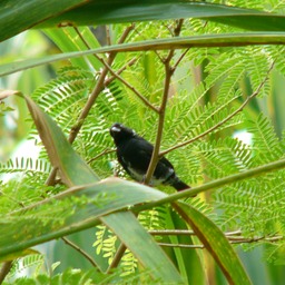 Variable seedeater