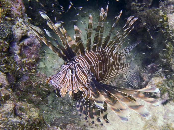 PC021528