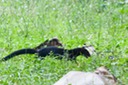Tayra1