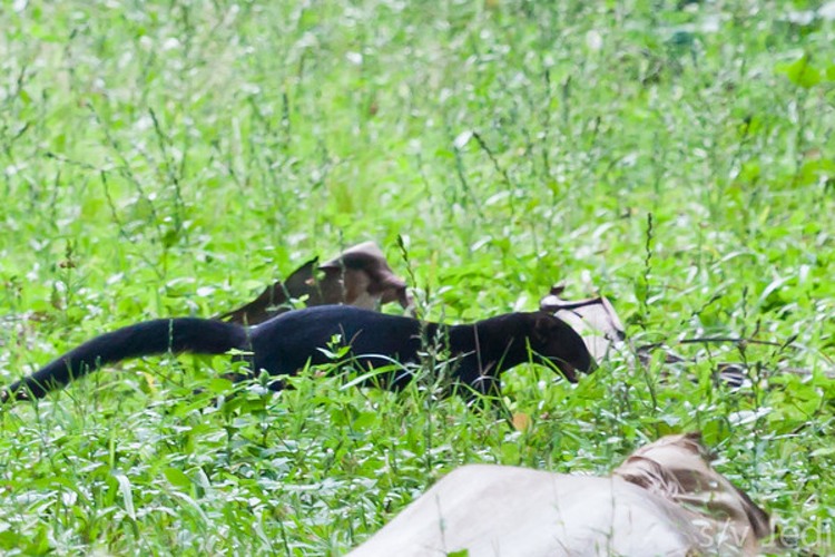 Tayra1
