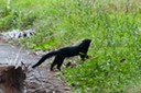 Tayra2