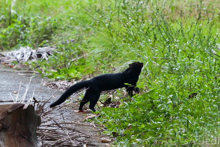 Tayra2