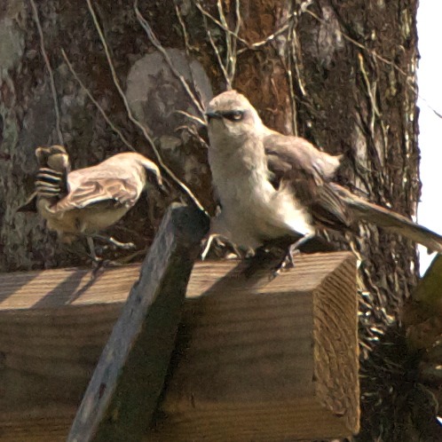 Don't get your feathers in a ruffle