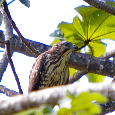 Broad-winged hawk