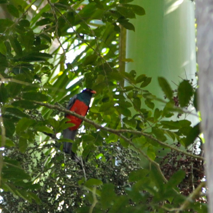 Slaty-tailed trogon