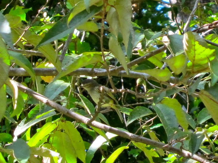 Black-capped pygmy tyrant female