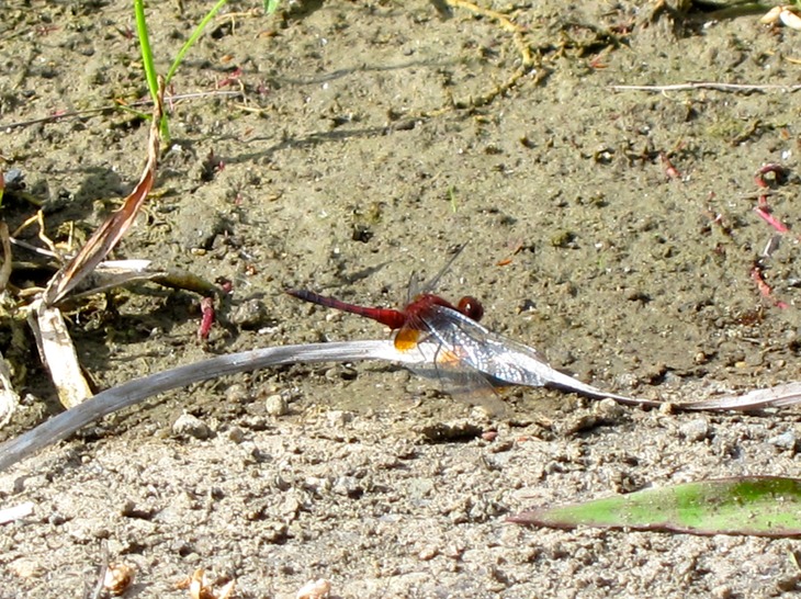 Ruby meadowhawk dragonfly