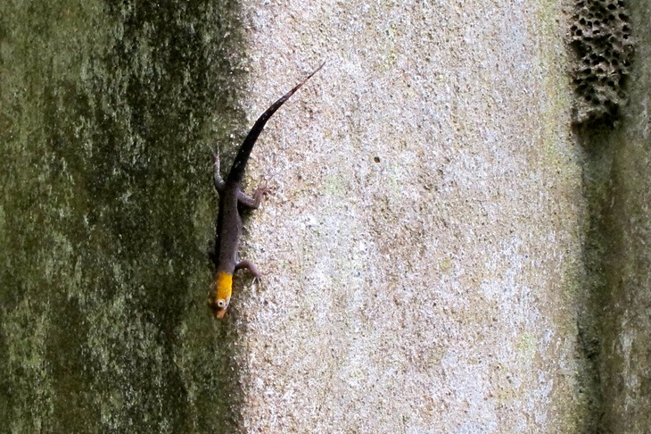 Yellow-headed gecko