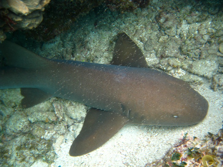 Nurse shark