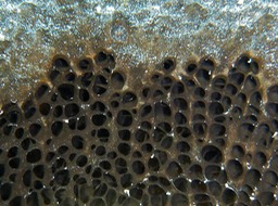 Black ball sponge