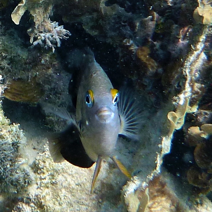 Damselfish