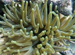 Giant anemone