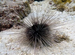 Long-spined urchin on walkabout