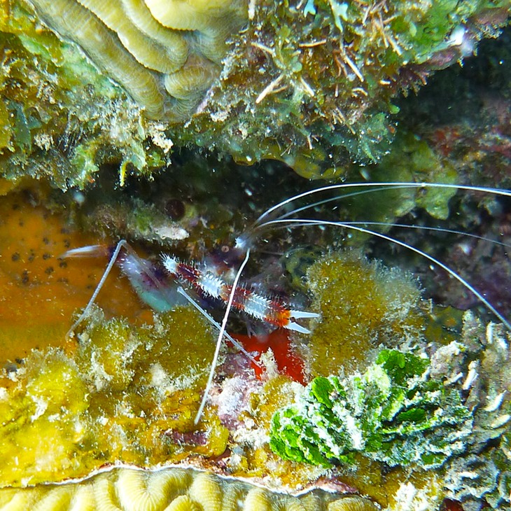 Banded coral shrimlp