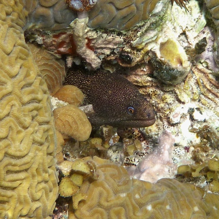 Goldentail moray eel