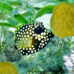 Immature trunkfish