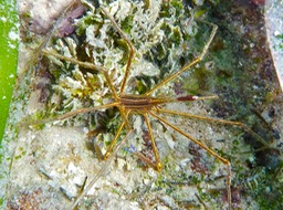 Arrow crab
