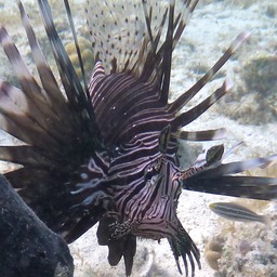 Lionfish