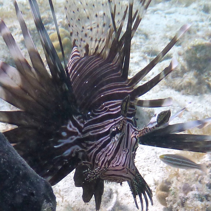 Lionfish