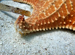 Starfish on the move