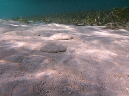 Sand dollars