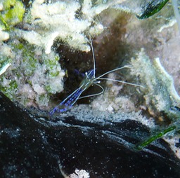 Pederson cleaner shrimp