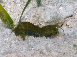 Snapping shrimp