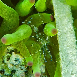 Spotted cleaner shrimp
