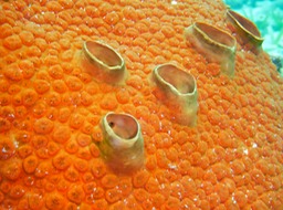 Red boring sponge