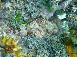 Spotted scorpionfish