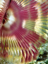 Split-crown feather duster