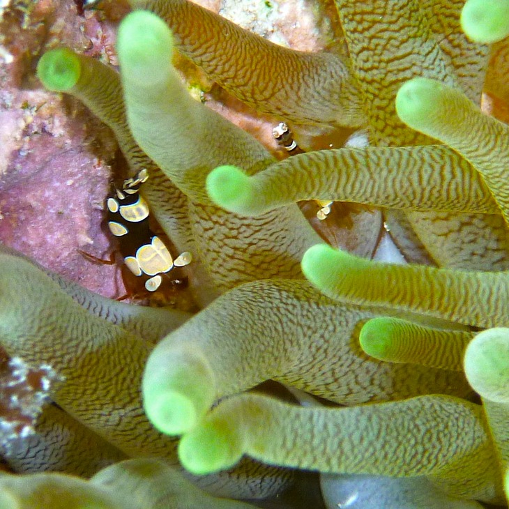 Squat anemone shrimp