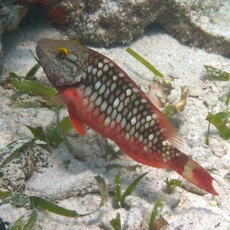 Stoplight parrotfish juvenile