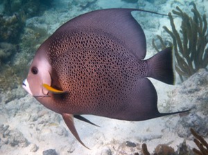 Gray angelfish