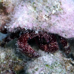 White speckled hermit crab