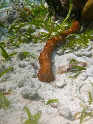 Tiger tail sea cucumber