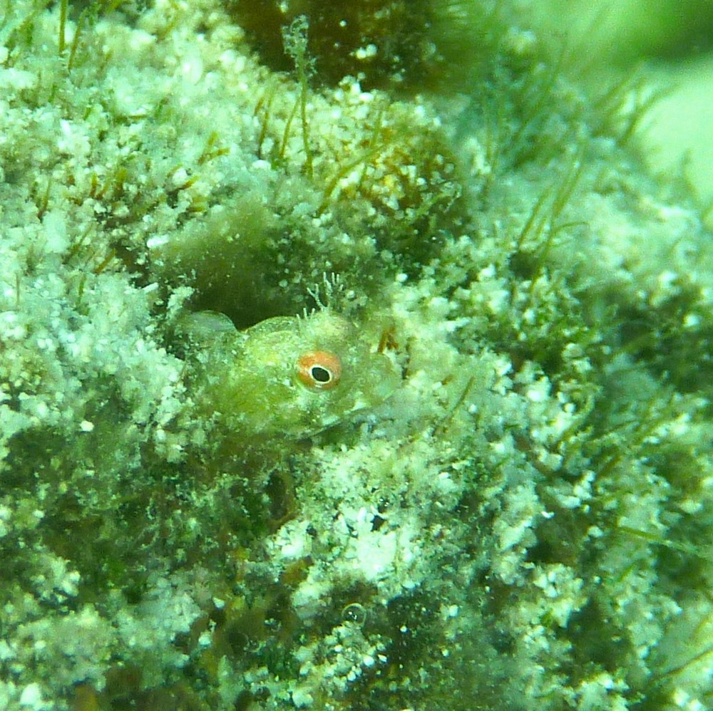 Roughhead blenny