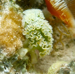 Lettuce sea slug