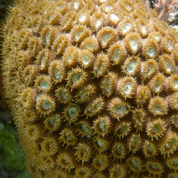Zoanthids
