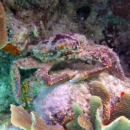 Hairy clinging crab