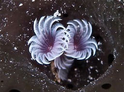 Social feather dusters