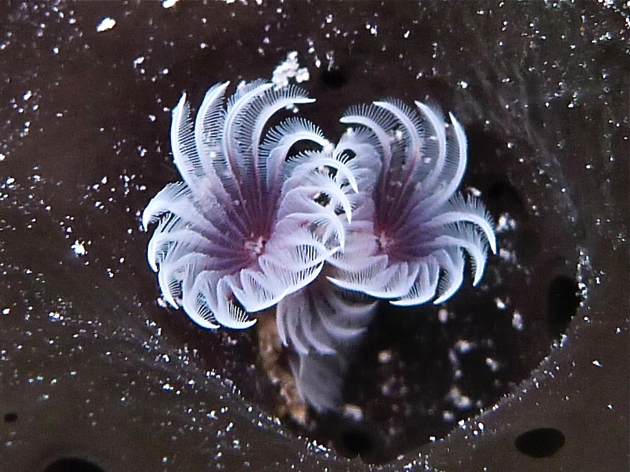 Social feather dusters