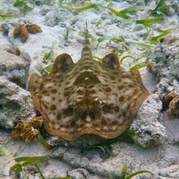 Yellow stingray