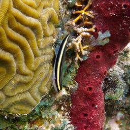 Yellownose goby