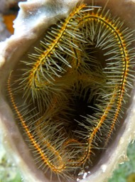 Sponge brittle star