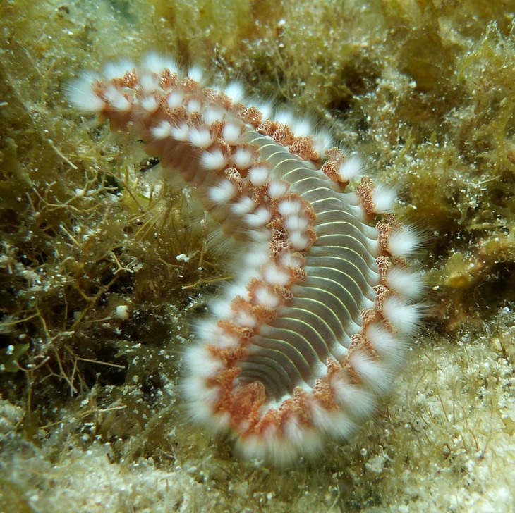 Bearded fireworm