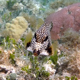Smooth trunkfish
